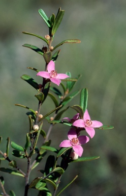 APII jpeg image of Boronia glabra  © contact APII