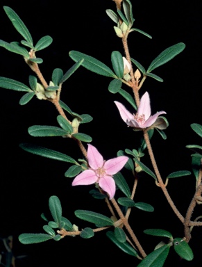 APII jpeg image of Boronia odorata  © contact APII