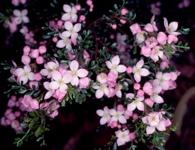 APII jpeg image of Boronia microphylla  © contact APII