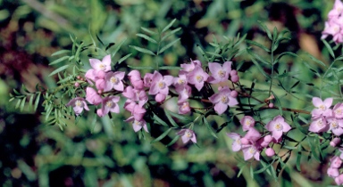 APII jpeg image of Boronia safrolifera  © contact APII