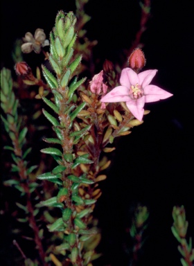 APII jpeg image of Boronia salicifolia  © contact APII