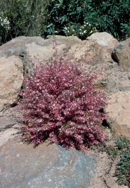 APII jpeg image of Boronia ledifolia  © contact APII