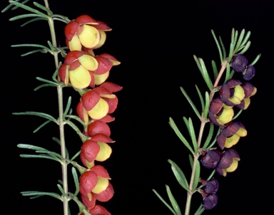 APII jpeg image of Boronia megastigma 'Jack Maguire's Red'  © contact APII