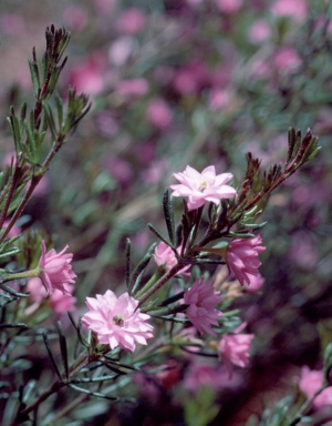 APII jpeg image of Boronia pilosa 'Rose Blossom'  © contact APII