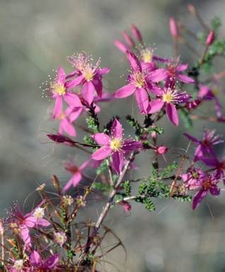 APII jpeg image of Calytrix fraseri  © contact APII