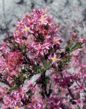 APII jpeg image of Calytrix longiflora  © contact APII