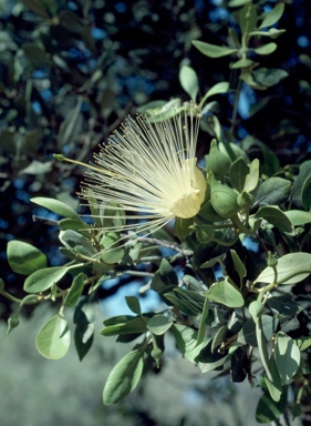 APII jpeg image of Capparis mitchellii  © contact APII