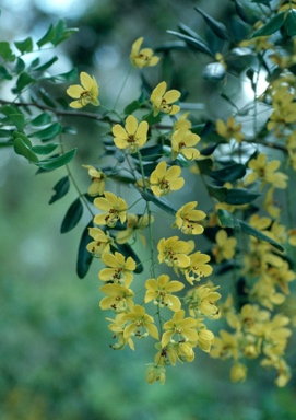 APII jpeg image of Cassia marksiana  © contact APII