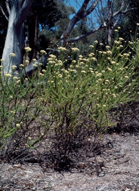 APII jpeg image of Cassinia denticulata  © contact APII