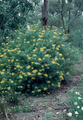 APII jpeg image of Cassinia straminea  © contact APII