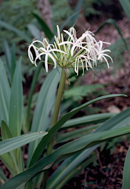 APII jpeg image of Crinum pedunculatum  © contact APII