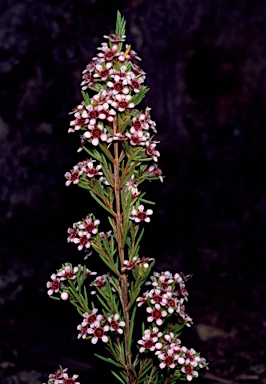 APII jpeg image of Chamelaucium floriferum 'Lady Jennifer'  © contact APII