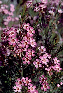 APII jpeg image of Chamelaucium uncinatum 'Purple Pride'  © contact APII