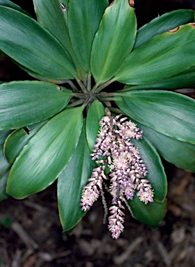 APII jpeg image of Cordyline cannifolia  © contact APII