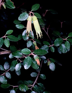 APII jpeg image of Correa glabra var. glabra  © contact APII