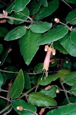 APII jpeg image of Correa lawrenceana var. cordifolia  © contact APII