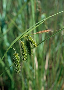 APII jpeg image of Carex fascicularis  © contact APII