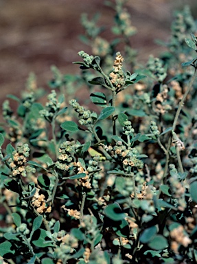 APII jpeg image of Chenopodium desertorum subsp. microphyllum  © contact APII