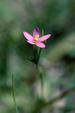 APII jpeg image of Centaurium tenuiflorum  © contact APII