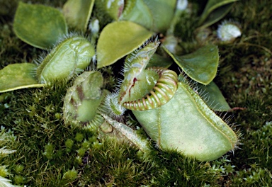 APII jpeg image of Cephalotus follicularis  © contact APII