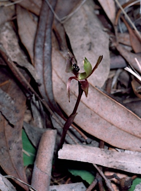 APII jpeg image of Chiloglottis trapeziformis  © contact APII