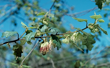 APII jpeg image of Chorilaena quercifolia  © contact APII