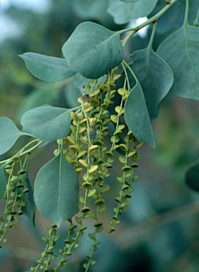 APII jpeg image of Codonocarpus cotinifolius  © contact APII