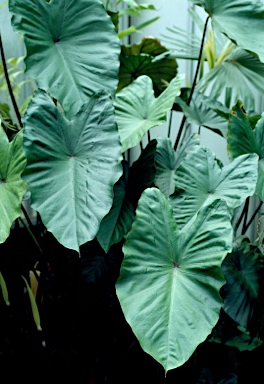 APII jpeg image of Colocasia esculenta  © contact APII