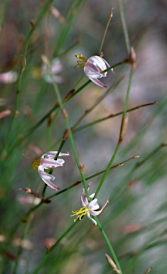 APII jpeg image of Corynotheca lateriflora  © contact APII