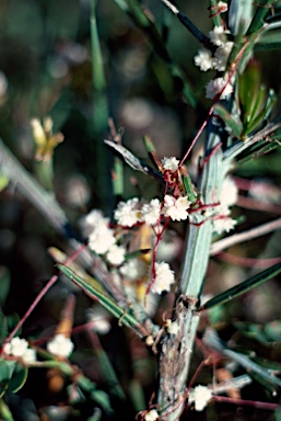 APII jpeg image of Cuscuta epithymum  © contact APII