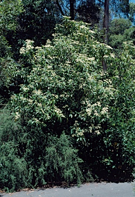 APII jpeg image of Cuttsia viburnea  © contact APII