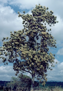 APII jpeg image of Darlingia ferruginea  © contact APII