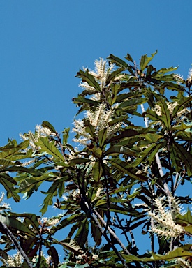 APII jpeg image of Darlingia ferruginea  © contact APII