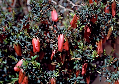 APII jpeg image of Darwinia hypericifolia  © contact APII