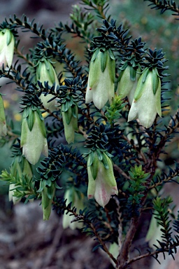 APII jpeg image of Darwinia macrostegia x meeboldii  © contact APII