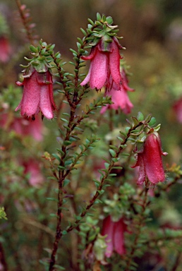 APII jpeg image of Darwinia squarrosa  © contact APII