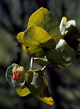 APII jpeg image of Decaisnina signata subsp. cardiophylla  © contact APII