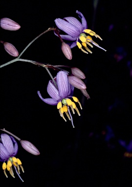 APII jpeg image of Dianella caerulea var. producta  © contact APII
