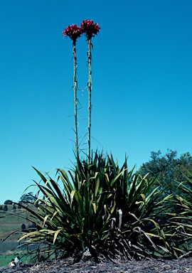 APII jpeg image of Doryanthes excelsa  © contact APII