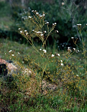 APII jpeg image of Drosera gigantea subsp. gigantea  © contact APII