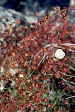 APII jpeg image of Drosera macrantha subsp. planchonii  © contact APII