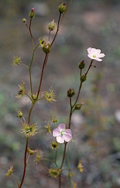 APII jpeg image of Drosera hookeri  © contact APII