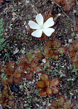 APII jpeg image of Drosera whittakeri subsp. aberrans  © contact APII