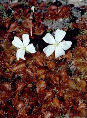 APII jpeg image of Drosera whittakeri  © contact APII