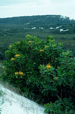 APII jpeg image of Deplanchea tetraphylla  © contact APII