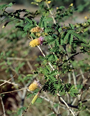 APII jpeg image of Dichrostachys spicata  © contact APII