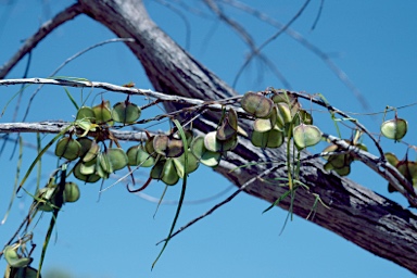 APII jpeg image of Dioscorea hastifolia  © contact APII