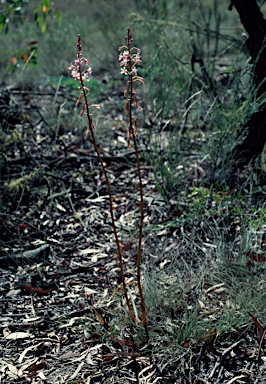 APII jpeg image of Dipodium roseum  © contact APII