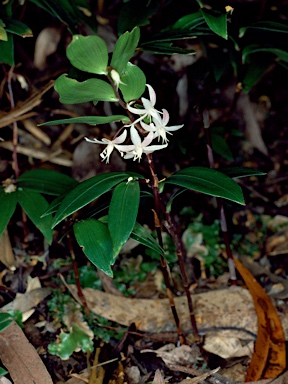 APII jpeg image of Drymophila moorei  © contact APII