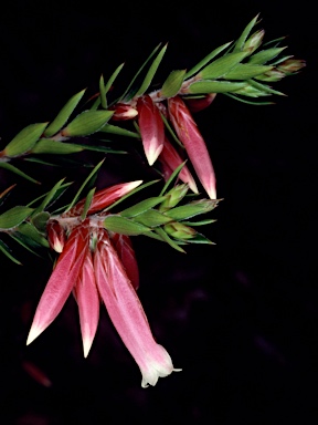 APII jpeg image of Epacris calvertiana var. versicolor  © contact APII